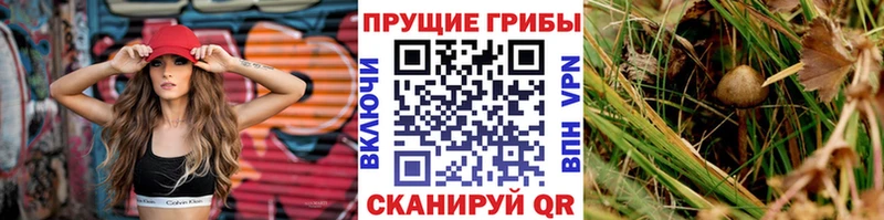 маркетплейс формула  Жердевка  Псилоцибиновые грибы мицелий  цена  